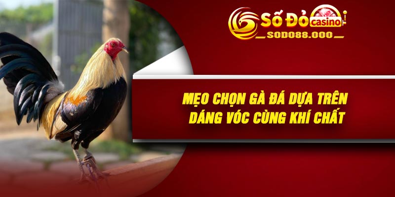 Mẹo chọn gà đá dựa trên dáng vóc cùng khí chất
