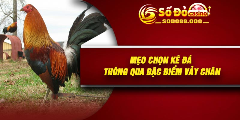 Mẹo chọn kê đá thông qua đặc điểm vảy chân