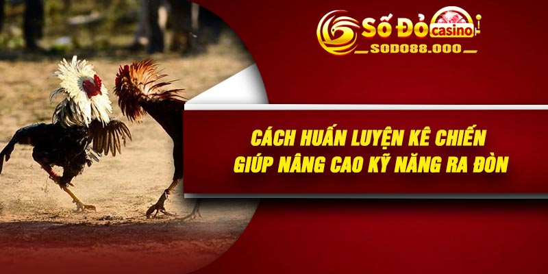 Cách huấn luyện kê chiến giúp nâng cao kỹ năng ra đòn