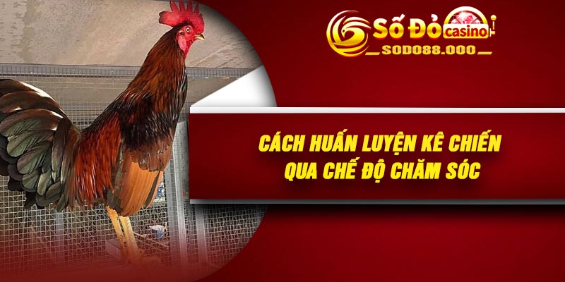 Cách huấn luyện kê chiến qua chế độ chăm sóc