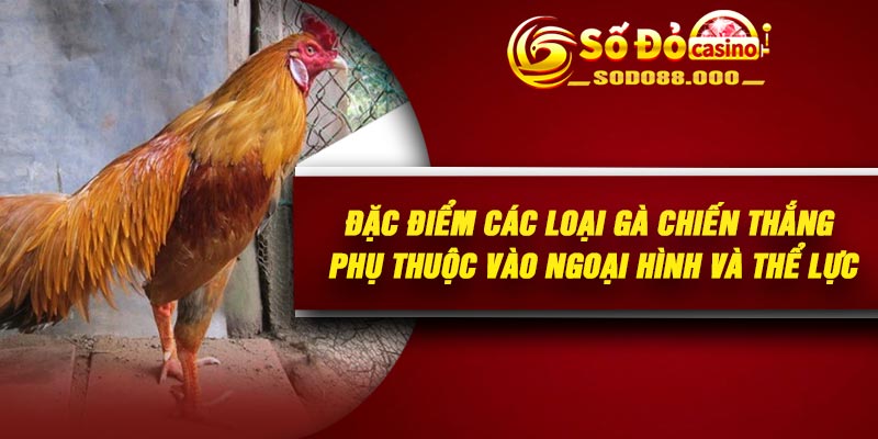 Đặc điểm các loại gà chiến thắng phụ thuộc vào ngoại hình và thể lực
