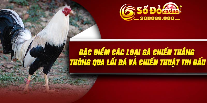 Đặc điểm các loại gà chiến thắng thông qua lối đá và chiến thuật thi đấu